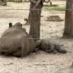Mother Rhino and Baby See on the Safari Ride.