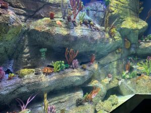 Aquarium With Coral Grown at the Zoo.
