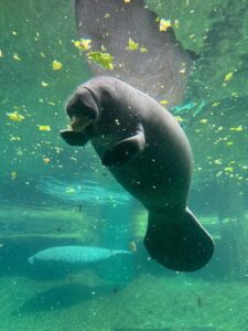 Manatee Eating Lettuce.